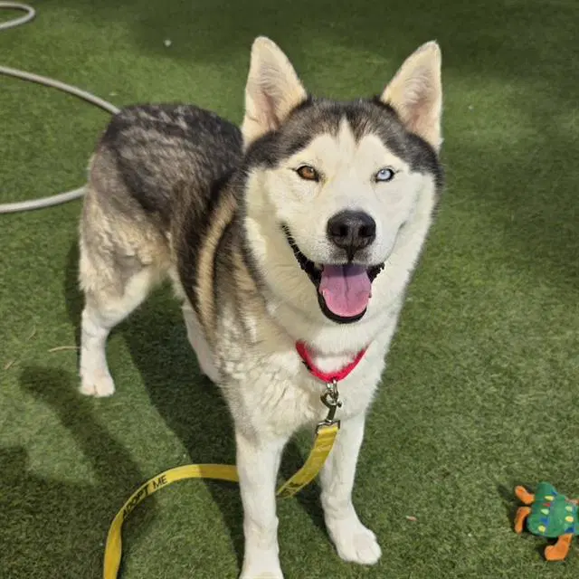 Blue - Siberian Husky