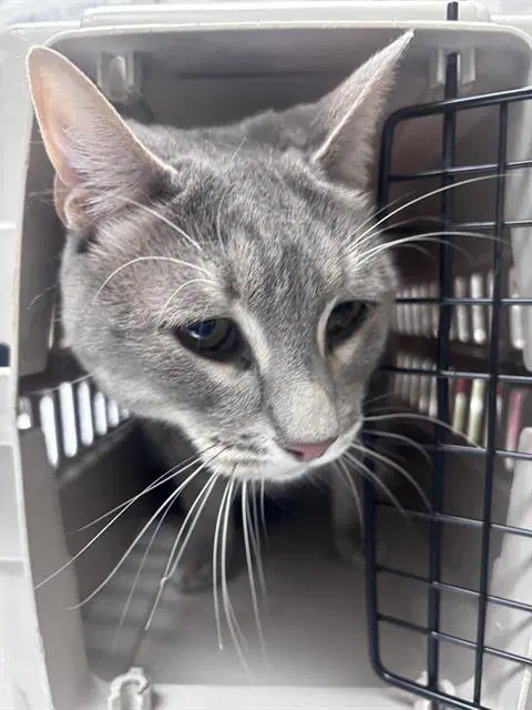 Missy - Domestic Short Hair