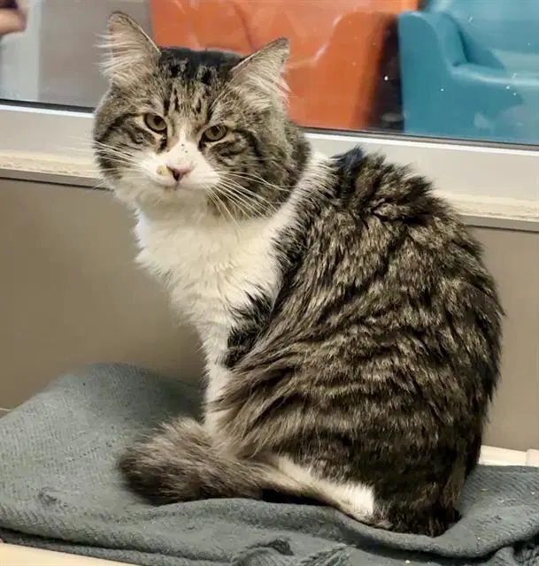 Kelso - Domestic Medium Hair