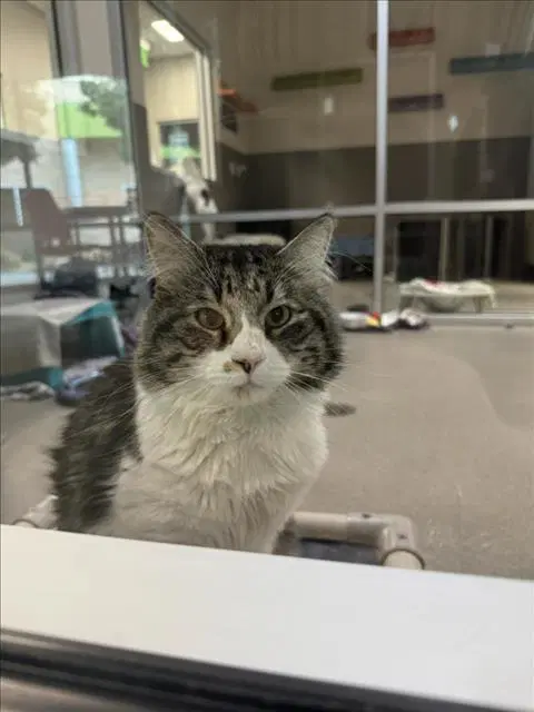 Kelso - Domestic Medium Hair
