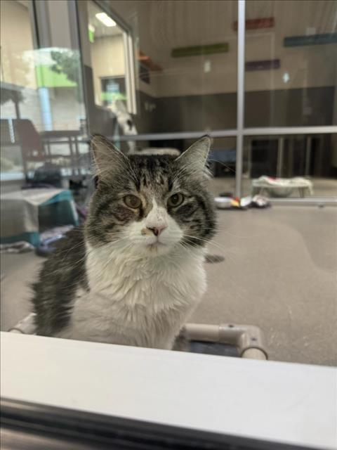 Kelso, Domestic Medium Hair / Mixed (medium coat)