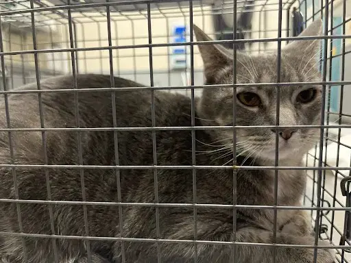 Minnie - Domestic Short Hair