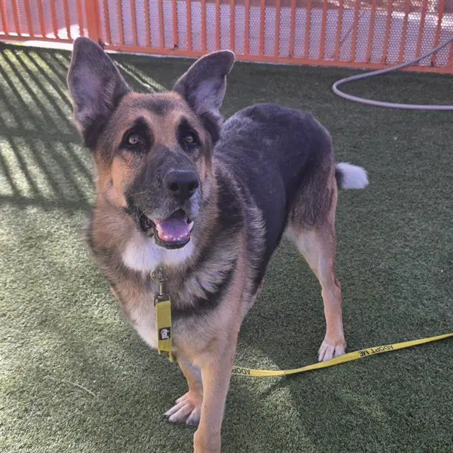 Rocky - German Shepherd Dog