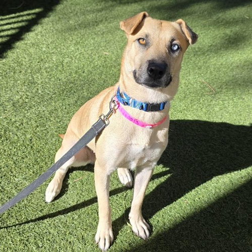 Moonlight, Pit Bull Terrier / Mixed (medium coat)