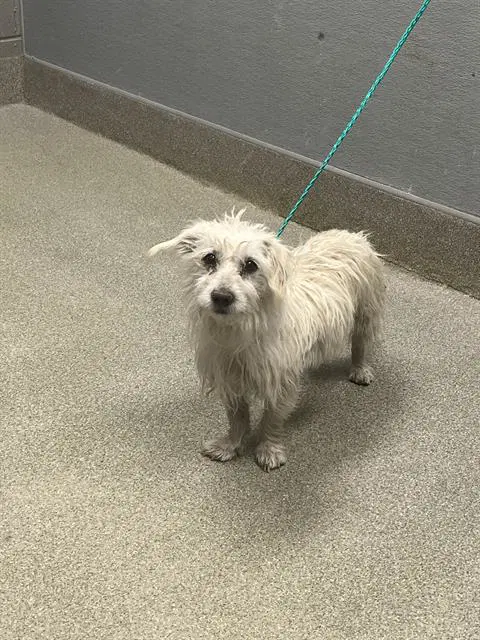 Miguel - Terrier