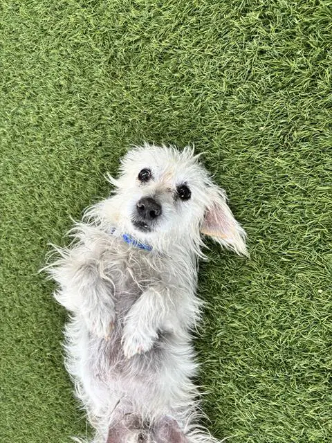 Miguel - Terrier