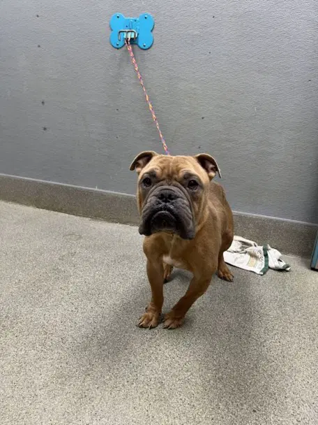 Bruce - Bulldog