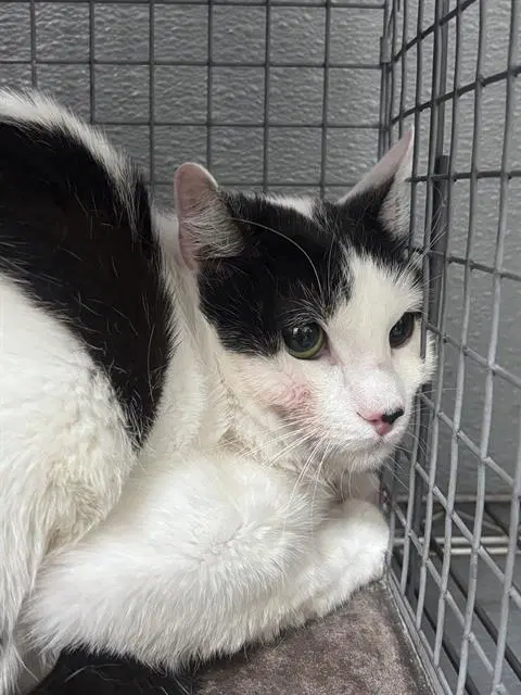 Phantom - Domestic Short Hair