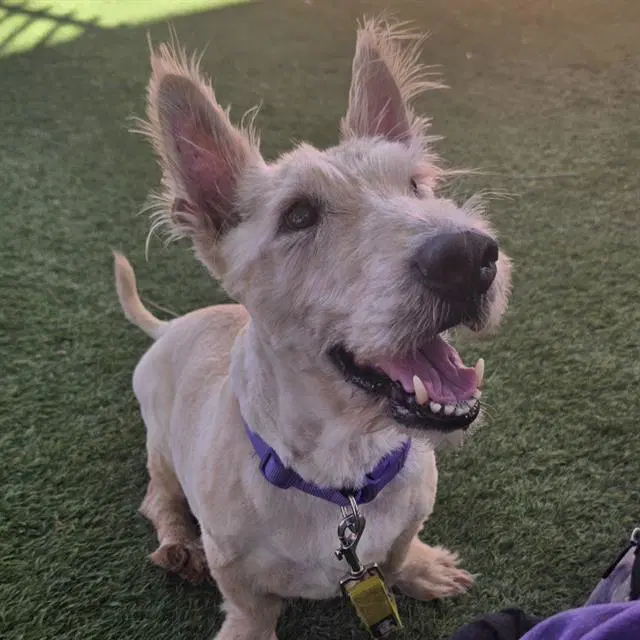 Rusty - Scottish Terrier Scottie