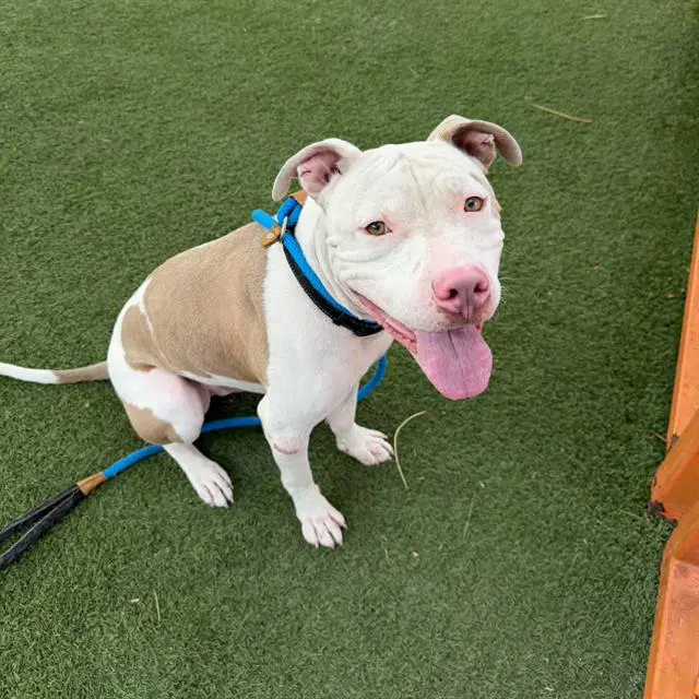 Bruno - Pit Bull Terrier