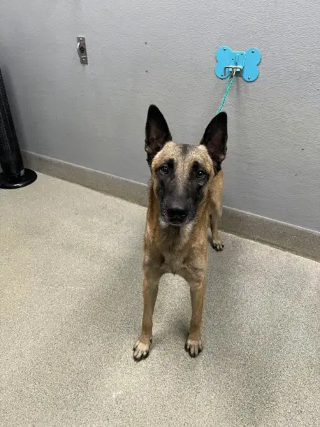 Buster - German Shepherd Dog