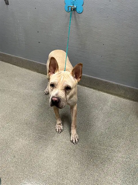 Mango - Chinese Shar-Pei