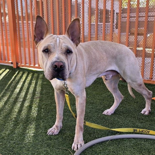 Mango, Chinese Shar-Pei / Mixed (medium coat)