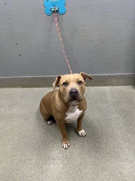 Buttered Lobsta - Pit Bull Terrier