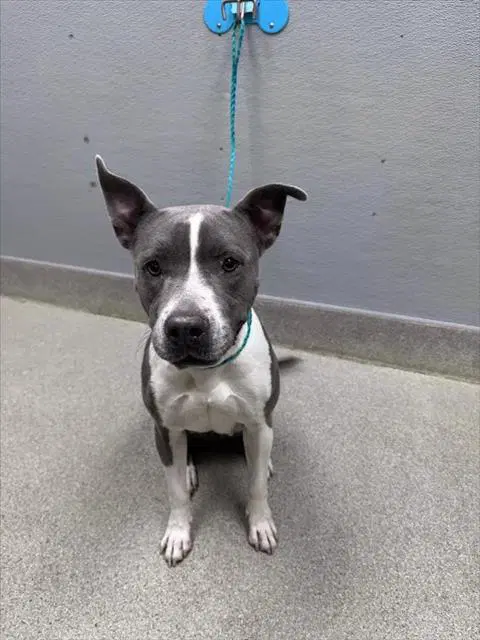 Juniper - Pit Bull Terrier