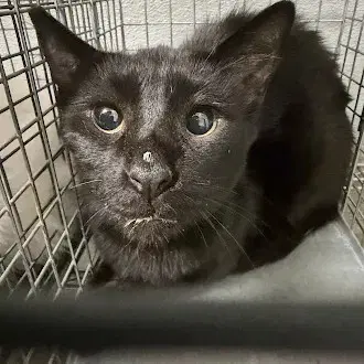 Buddy - Domestic Short Hair