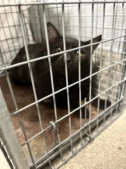 Lumpia - Domestic Short Hair