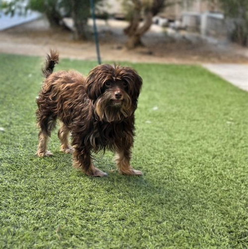 William, Yorkshire Terrier Yorkie / Mixed (medium coat)
