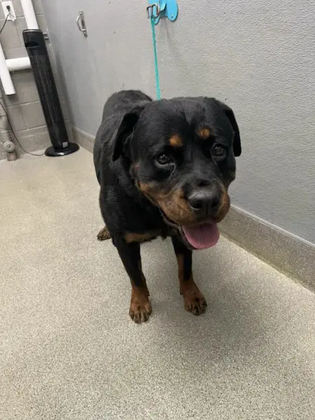 Edith - Rottweiler