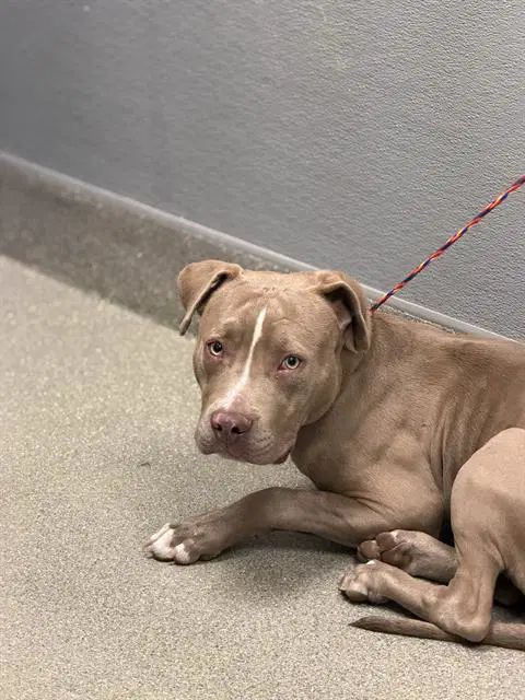 Ghoul - Pit Bull Terrier