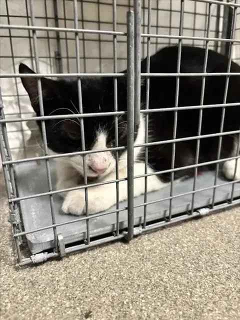 Amor - Domestic Short Hair