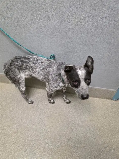 Lucas - Australian Cattle Dog/Blue Heeler