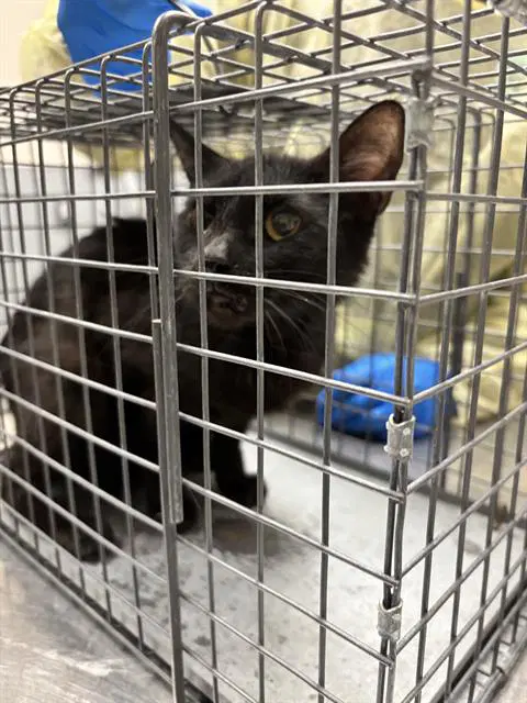 Annie Oakley - Domestic Short Hair