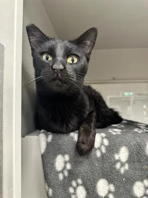 Annie Oakley - Domestic Short Hair
