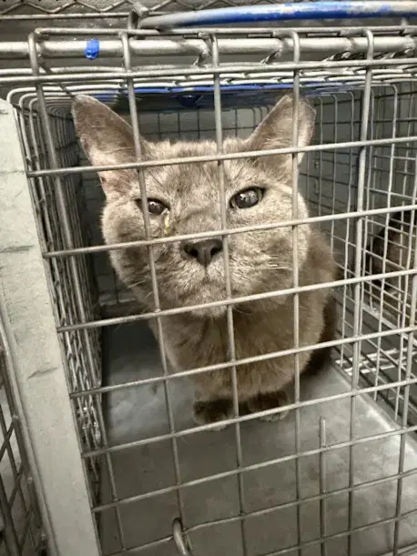 Marimba - Domestic Short Hair