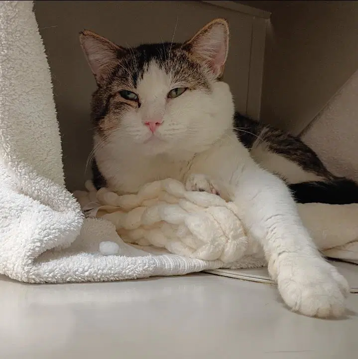 Joey - Domestic Short Hair