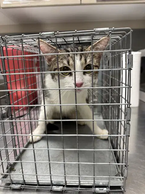 Tiger Lily - Domestic Short Hair