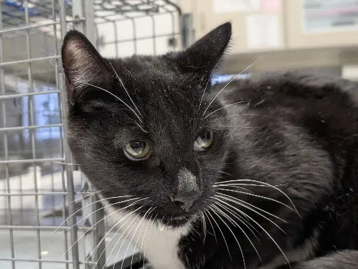 Crepe - Domestic Short Hair