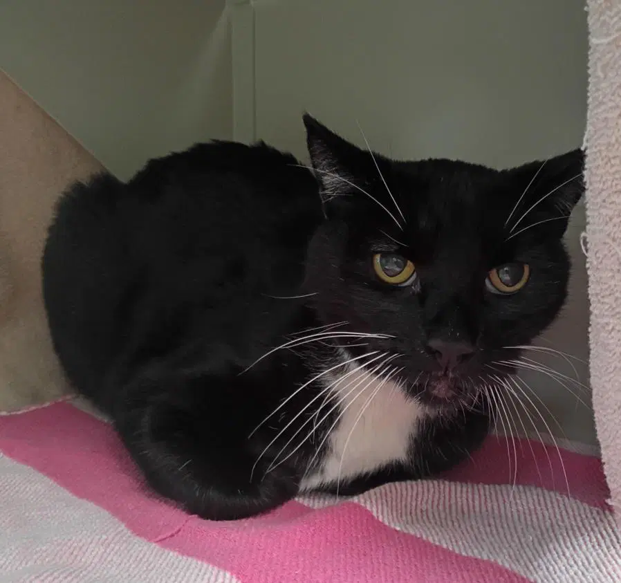 Crepe - Domestic Short Hair