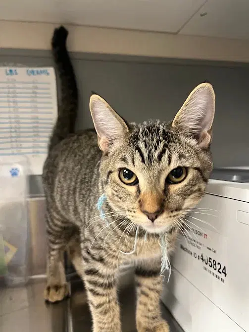 Bluey - Domestic Short Hair