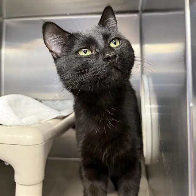 Thor - Domestic Medium Hair