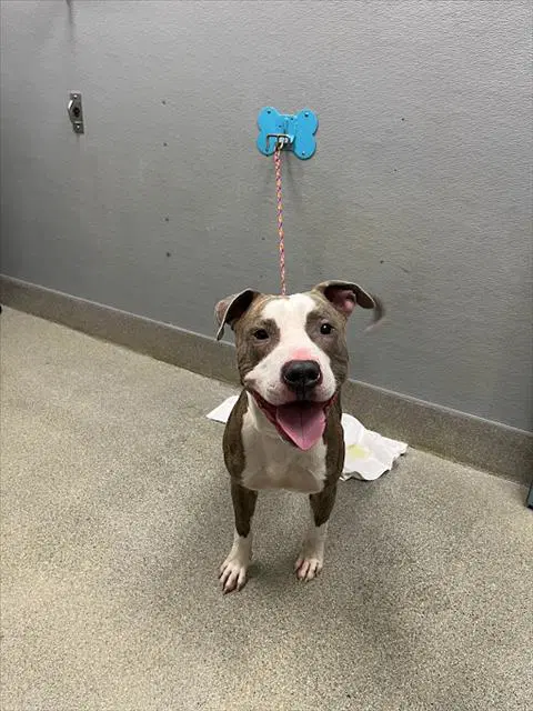 Roundabout - Pit Bull Terrier