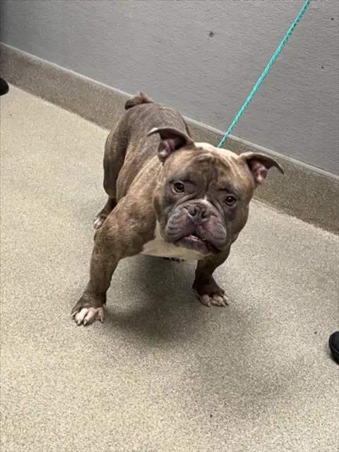 Dale - American Bulldog