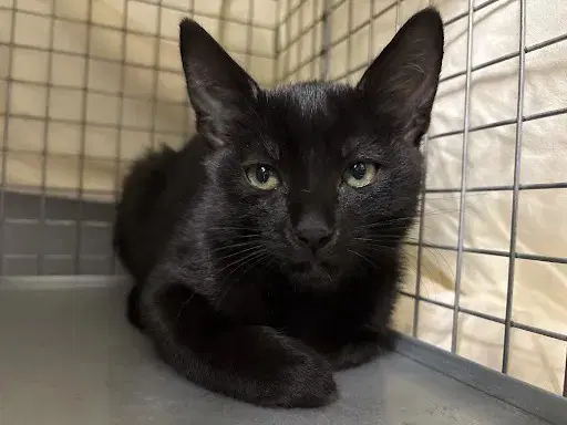 Black Panther - Domestic Short Hair
