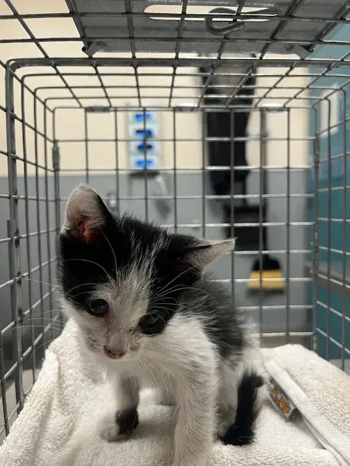 Dwight - Domestic Short Hair