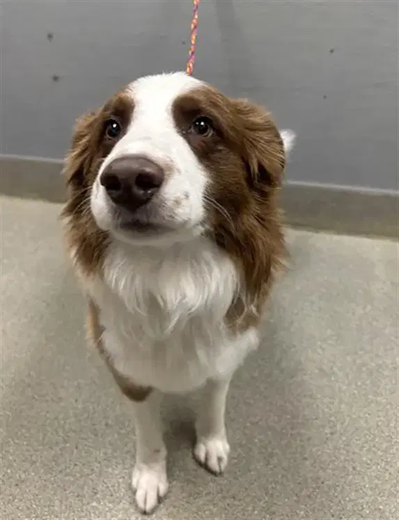 Alan Jackson - Australian Shepherd
