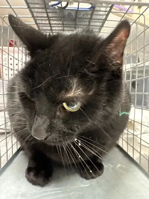 Bugs - Domestic Short Hair