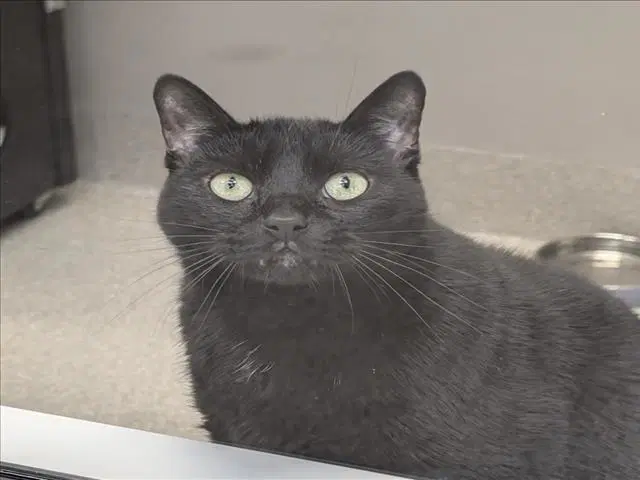 Bugs - Domestic Short Hair