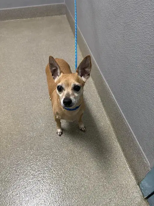 Hickory Ann - Chihuahua