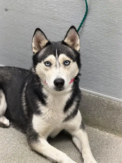 Monica - Siberian Husky