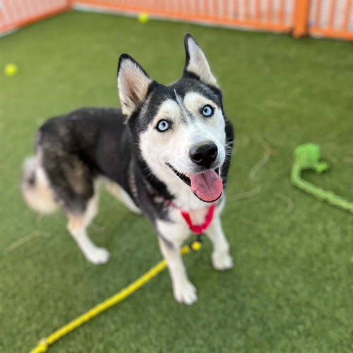 Monica, Siberian Husky / Mixed (medium coat)
