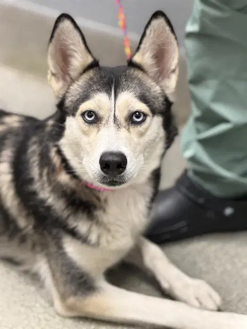 Rachel - Siberian Husky