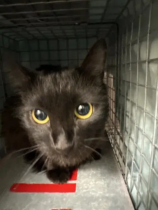 Missy - Domestic Medium Hair