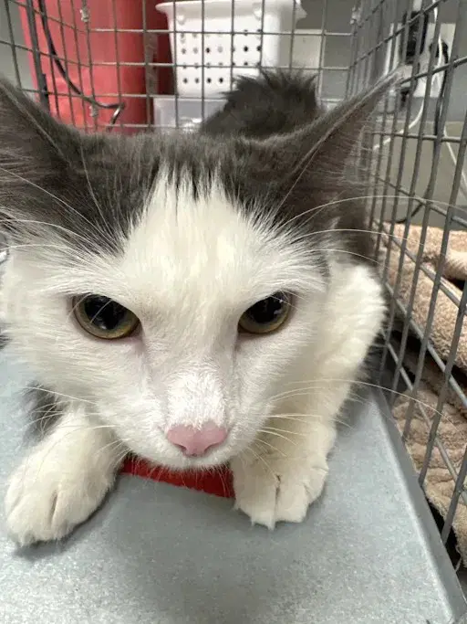 Duchess - Domestic Short Hair
