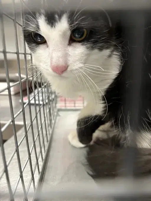 Figaro - Domestic Short Hair