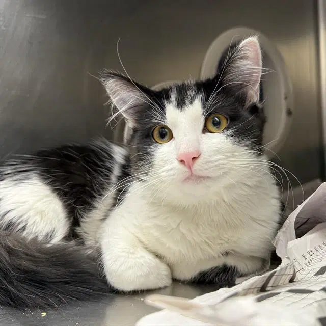 Figaro - Domestic Short Hair